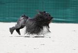 PETIT CHIEN LION 177